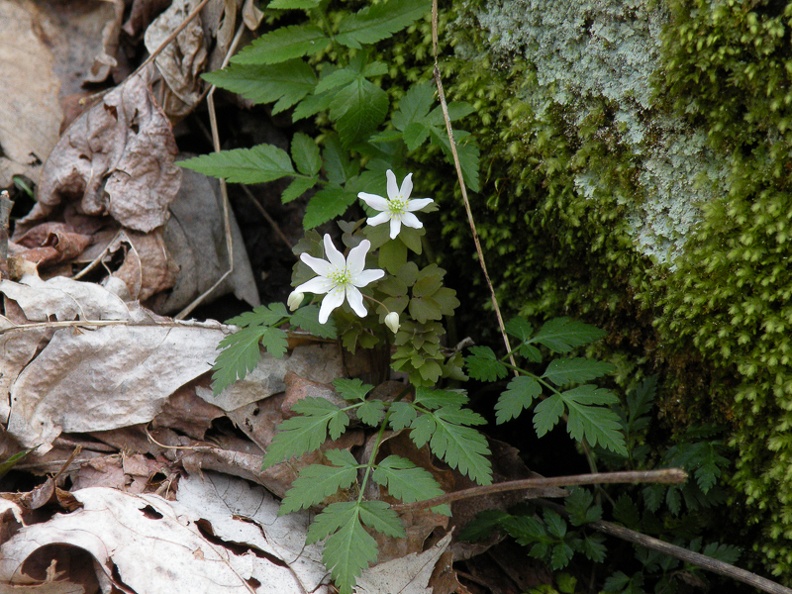 Rue Anemone.jpg